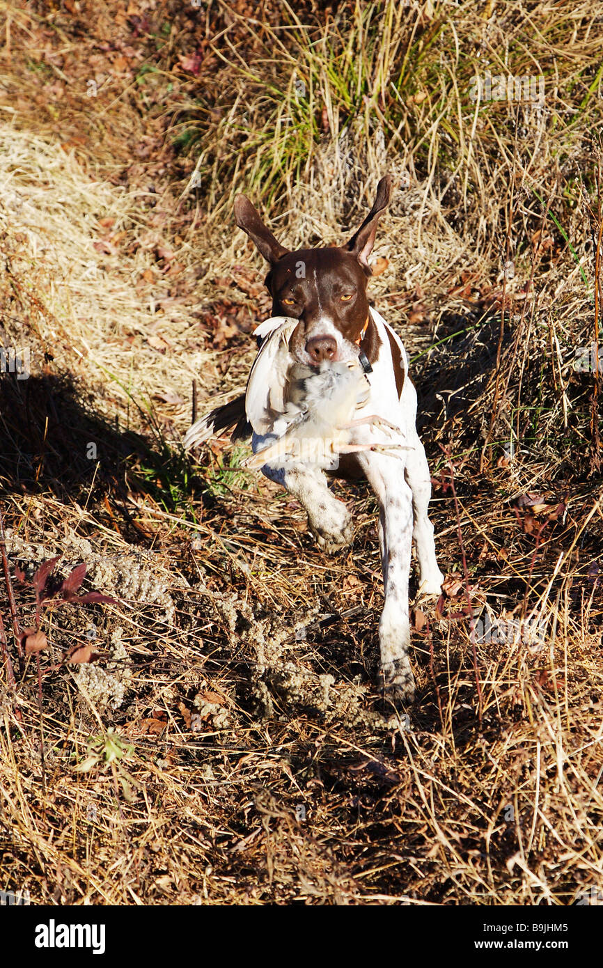 Hunting dog German short haired pointer retrieving a game bird Game bird Chukar in dog s mouth
