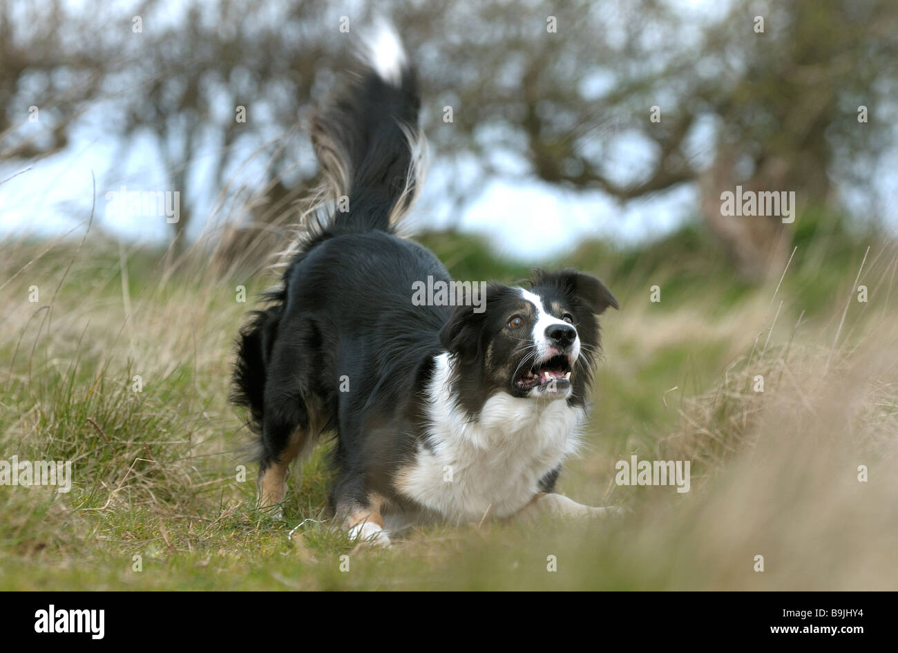 Welsh border collie sheepdog in country surroundings Stock Photo