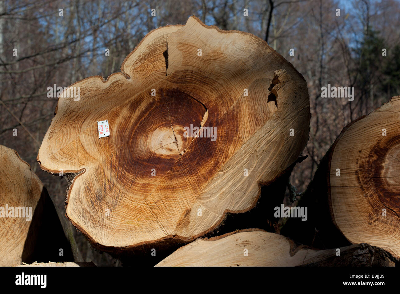 A pile of logs waits for removal from the forest where they were harvested Stock Photo