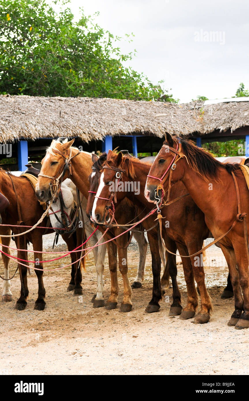 Horses ready to be ridden at Caribbean beach Stock Photo