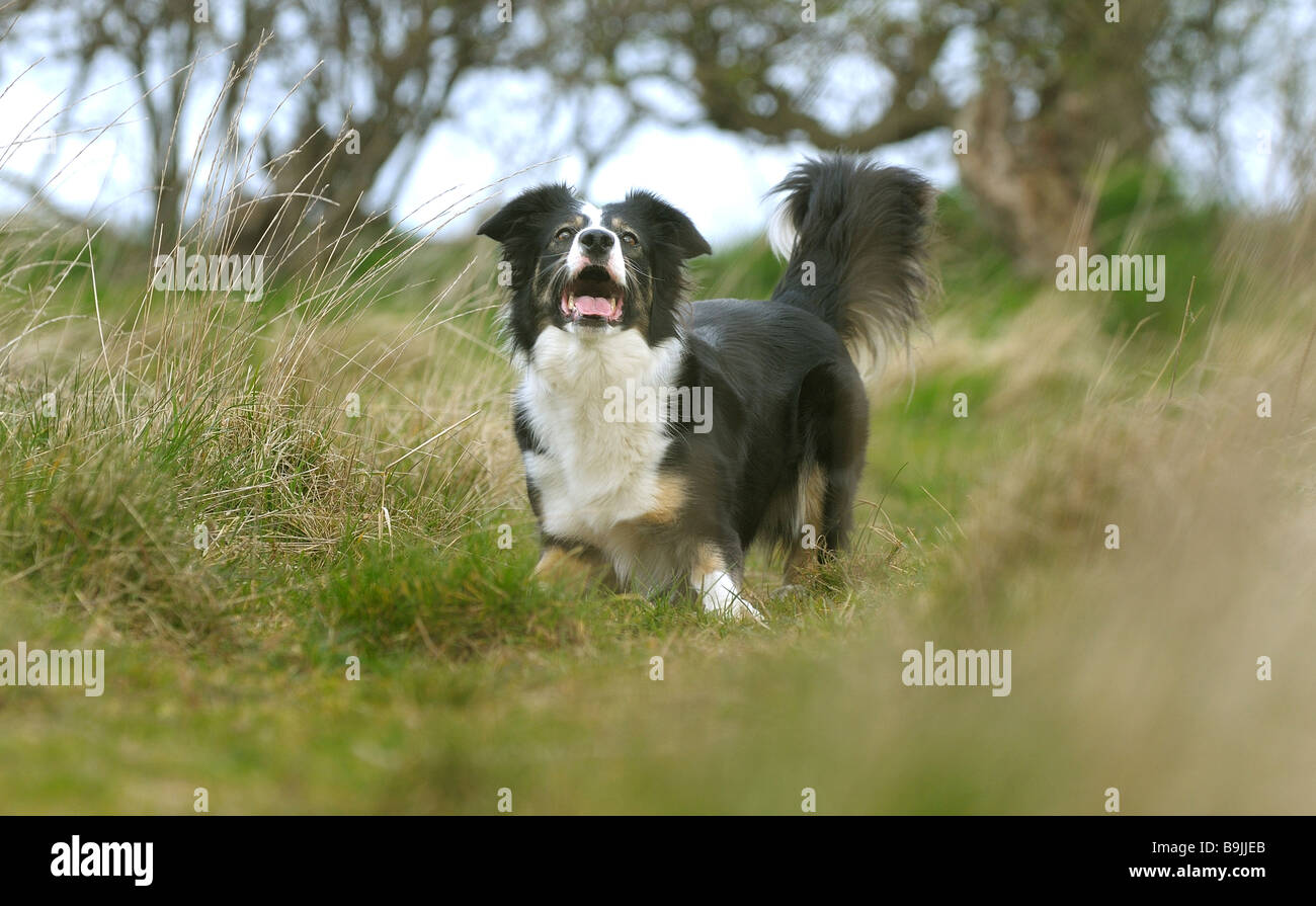 Welsh border collie sheepdog in country surroundings Stock Photo