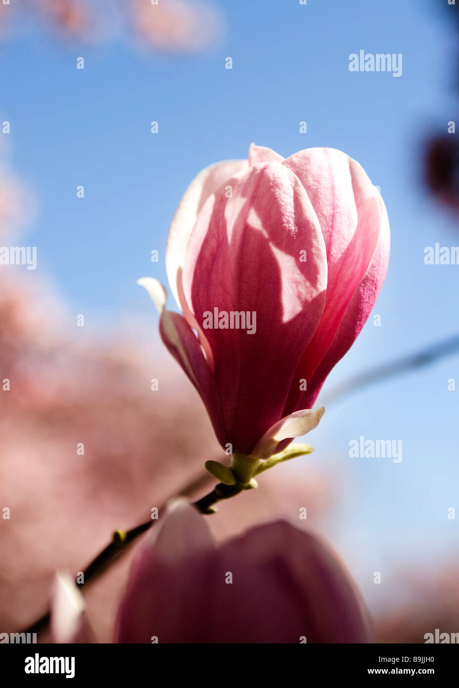 Saucer Magnolia Bloom(Magnolia x Soulangeana) Magnoliaceae USA Stock