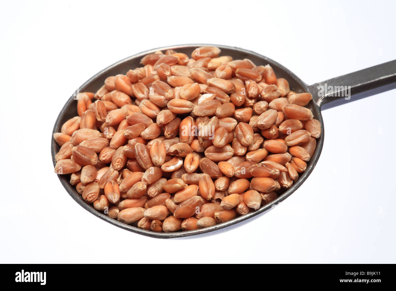 wheat Triticum spp Stock Photo