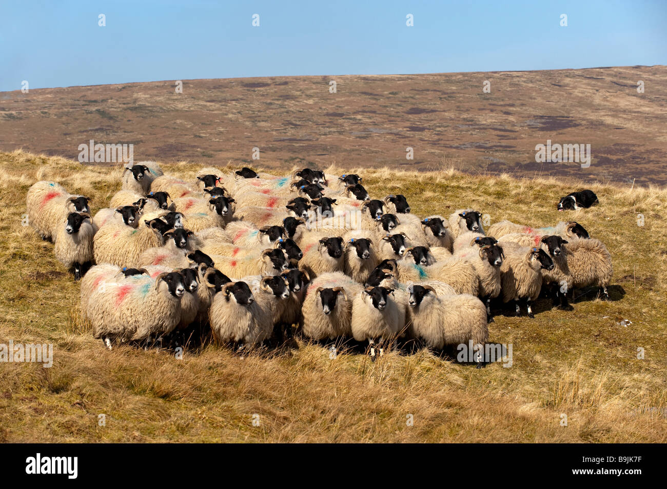 Scotch black face sheep hi-res stock photography and images - Alamy