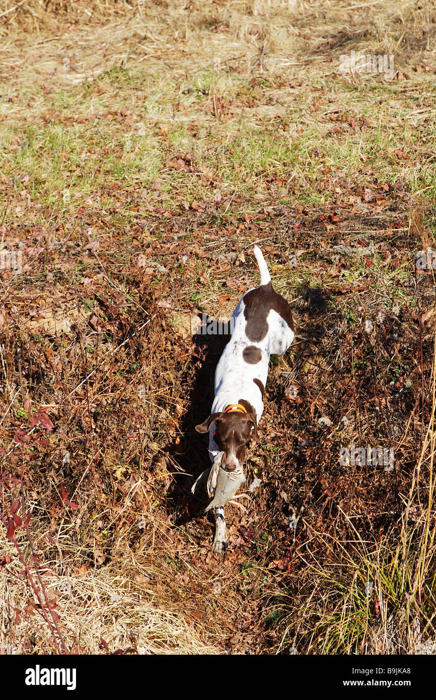 Hunting dog German short haired pointer retrieving a game bird Game bird Chukar in dog s mouth