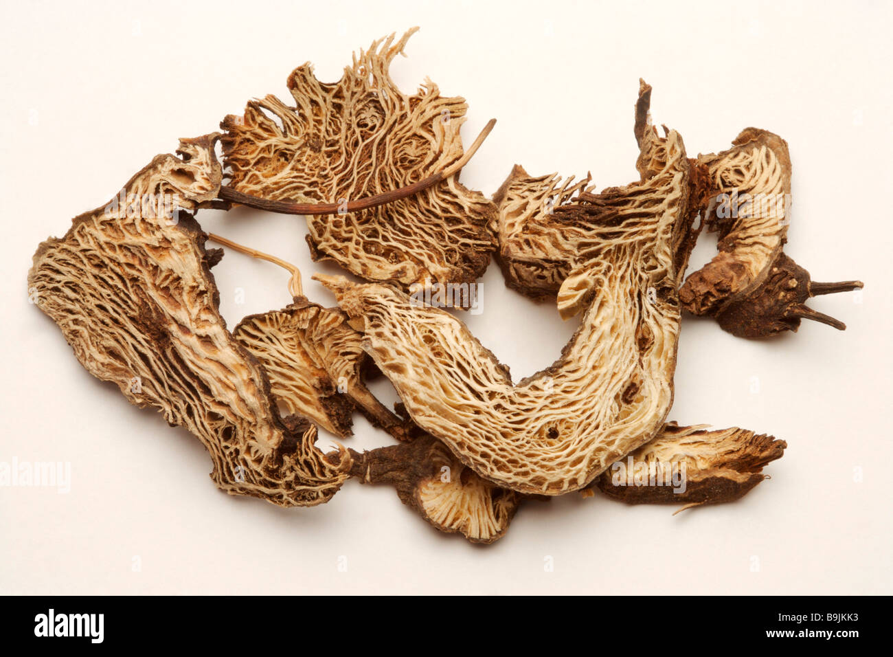 Chinese herbal medicine cimicifuga dahurica Stock Photo