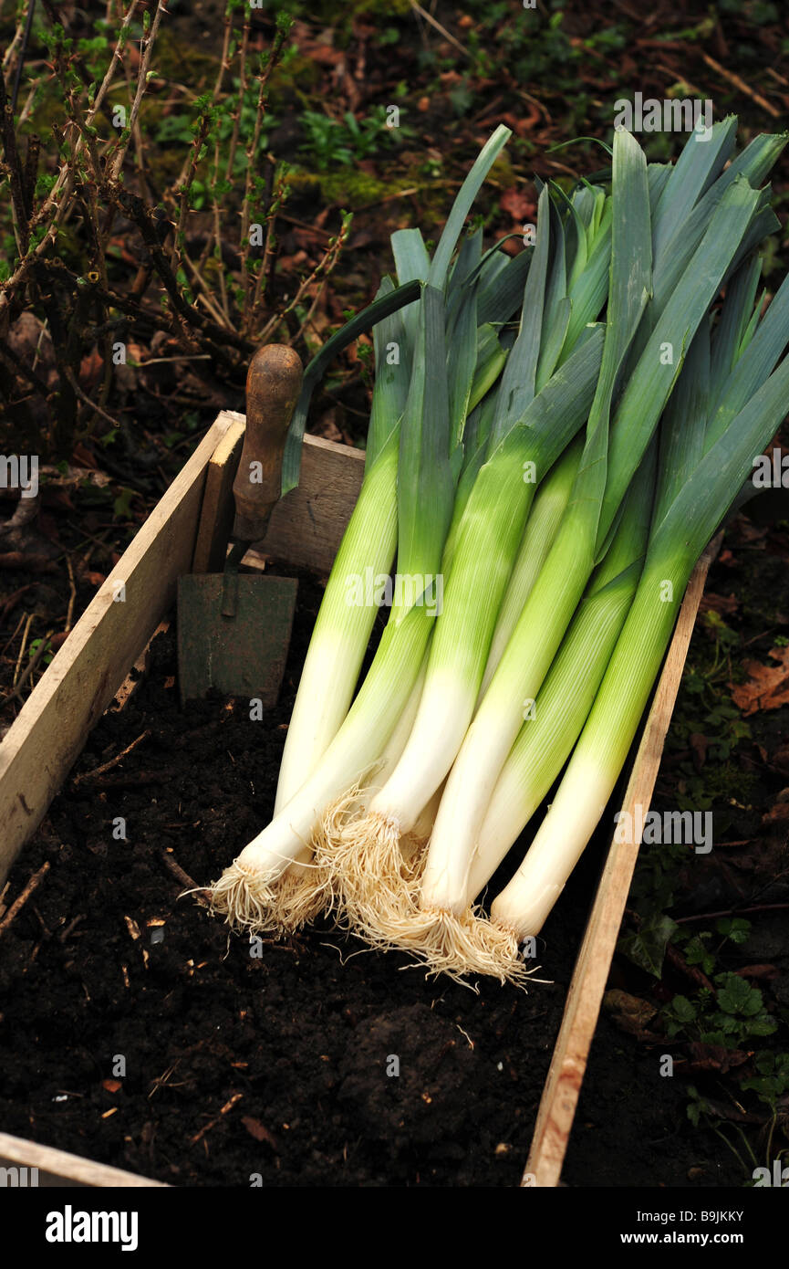 Leeks Plot Fresh leeks just dug from the vegetable plot in the garden Stock Photo ...