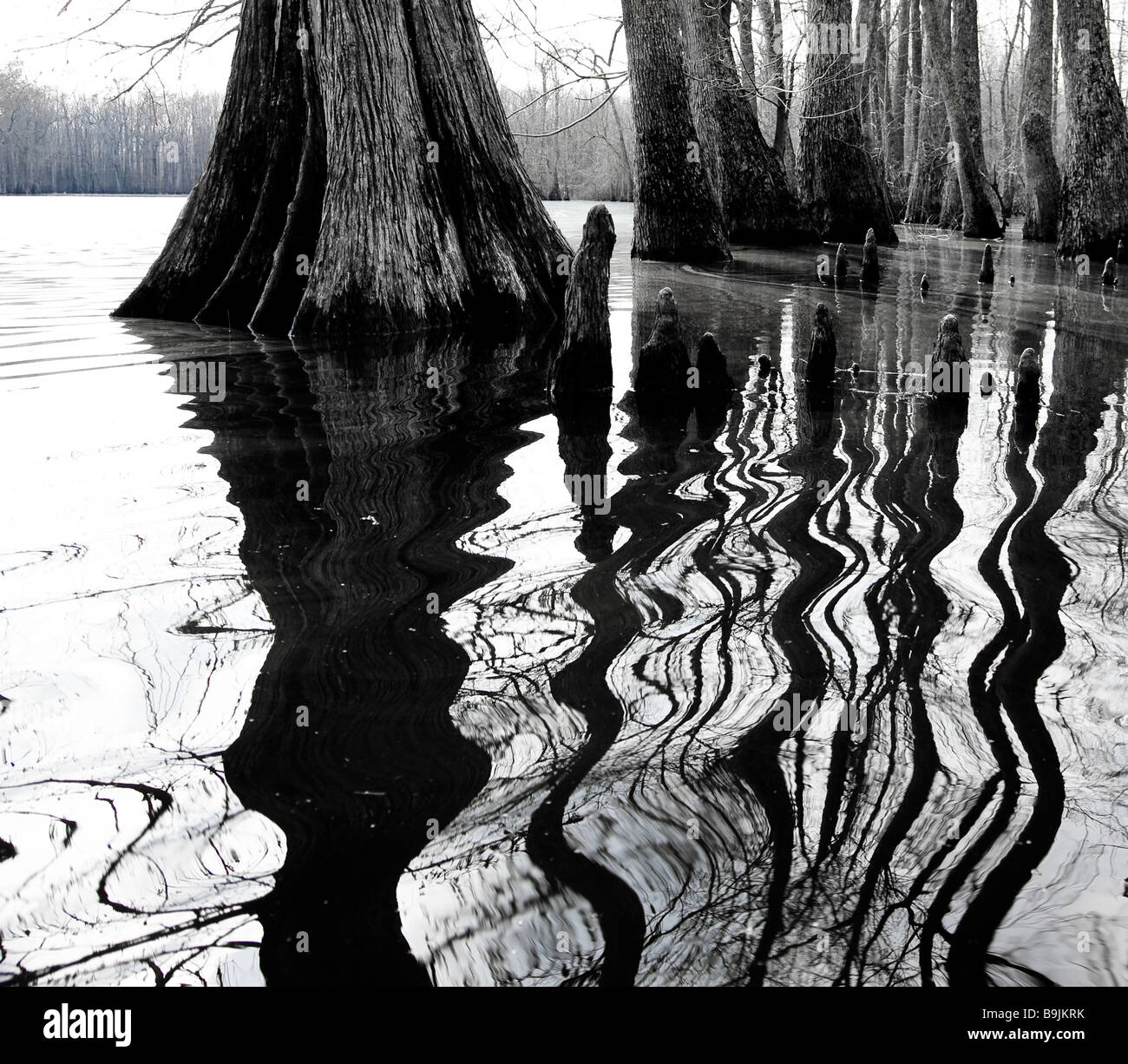 Cypress trees reflecting in clear water of swamp lake in eastern Arkansas Stock Photo