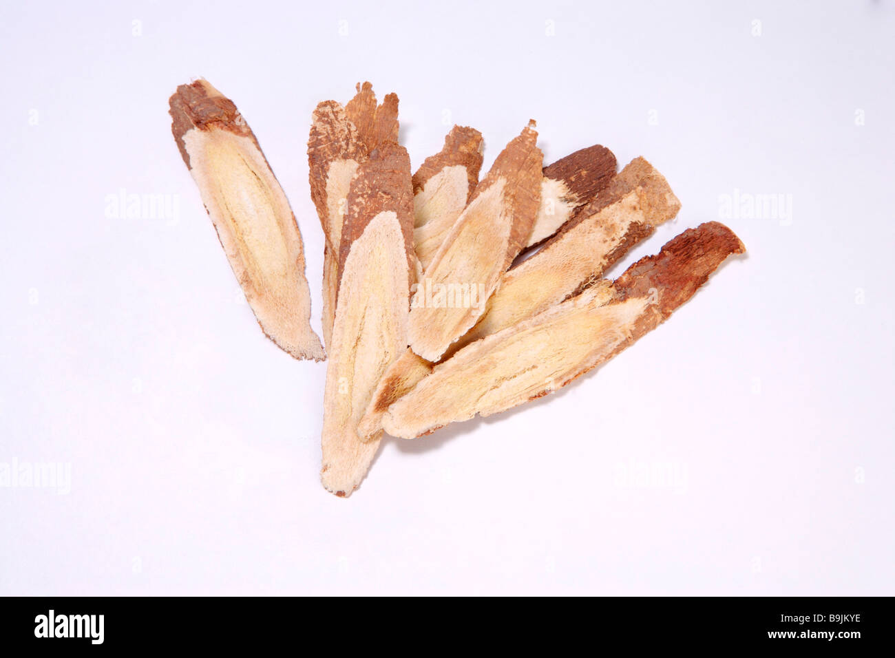Astragalus Root Stock Photo