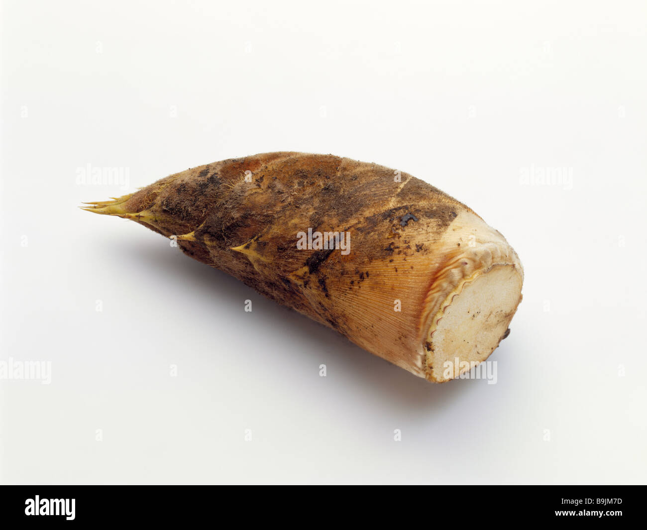 Shoot vegetables hires stock photography and images Alamy