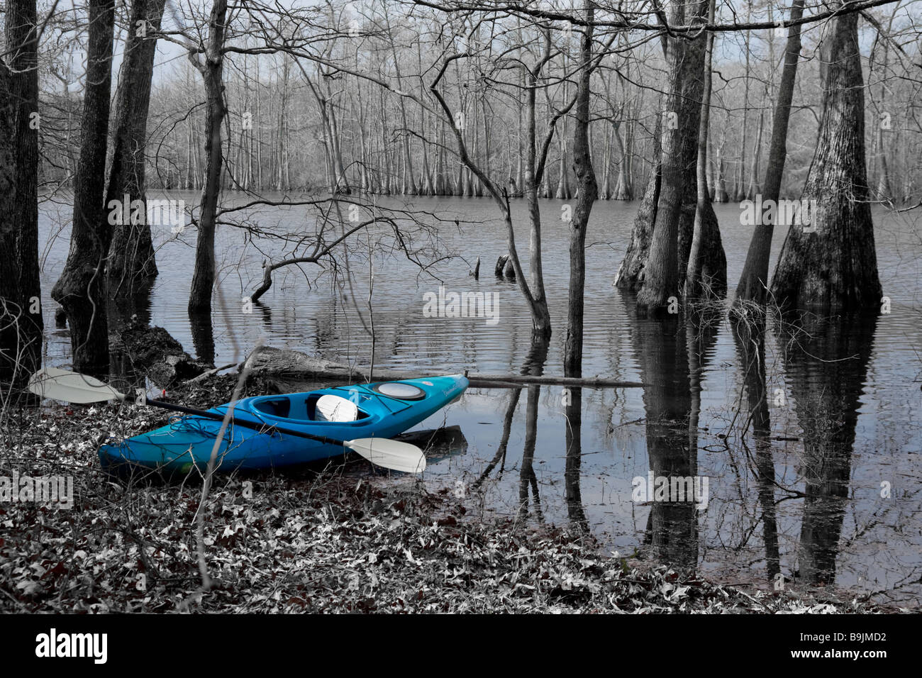 Blue Kayak with white paddle parked at edge of clear swamp lake surrounded by cypress trees Stock Photo