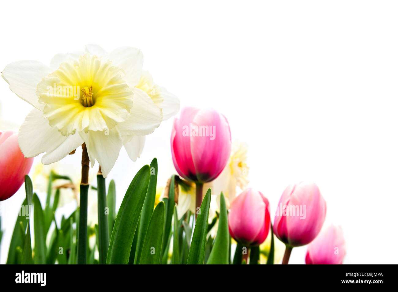 Tulips and daffodils isolated on white background floral border Stock ...