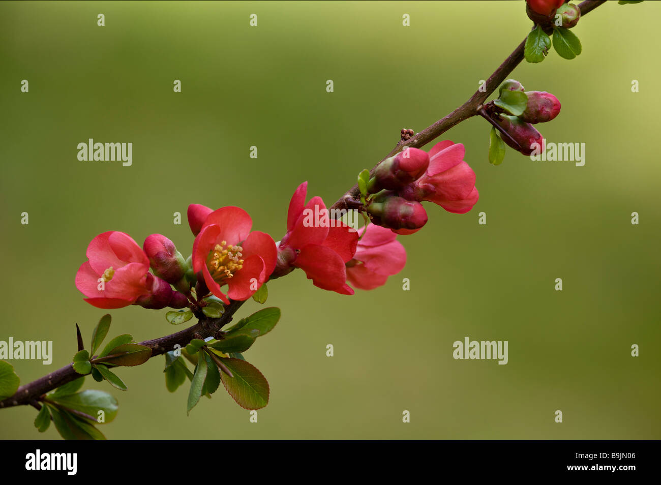 Japonica flowers hi-res stock photography and images - Alamy