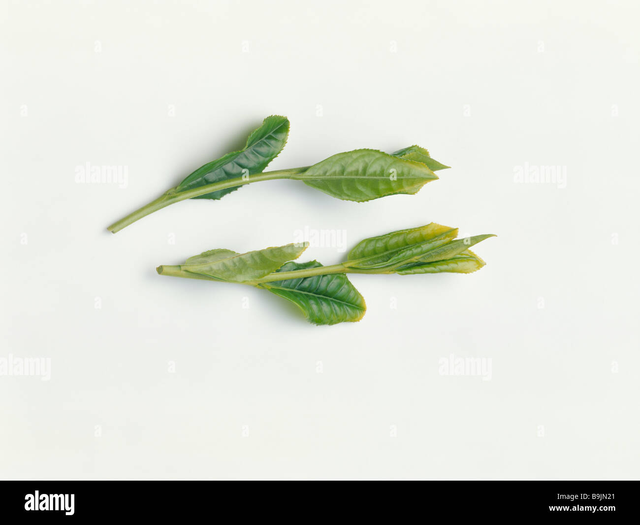 Leaf of green tea Stock Photo