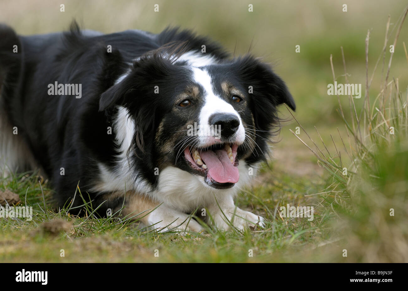 Welsh border collie sheepdog in country surroundings Stock Photo