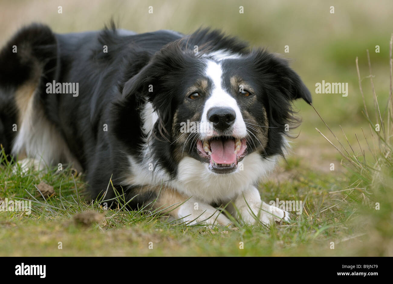 are welsh sheepdog aggressive