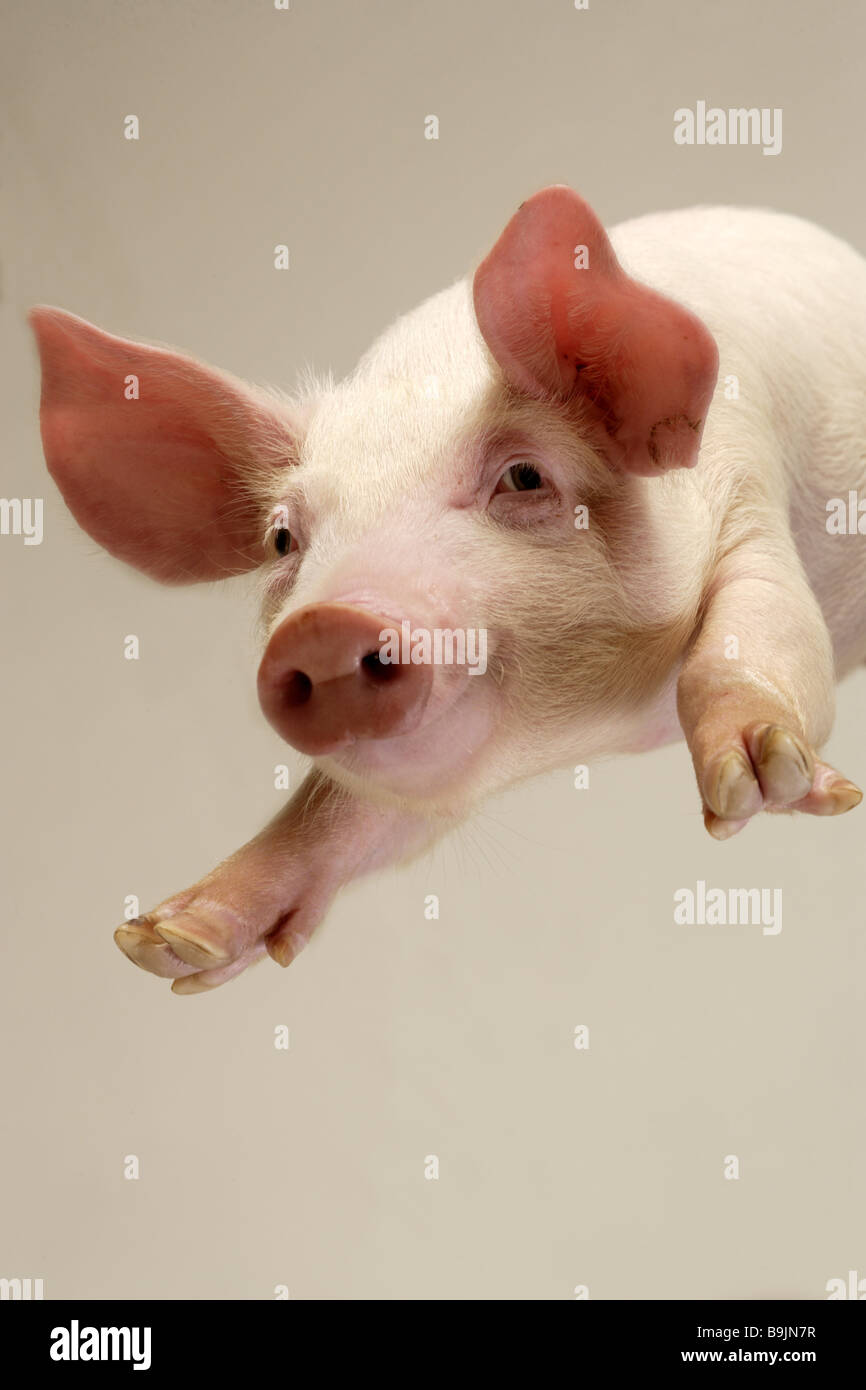 Piglets flying animal mammal young young usefulanimal pet pig house