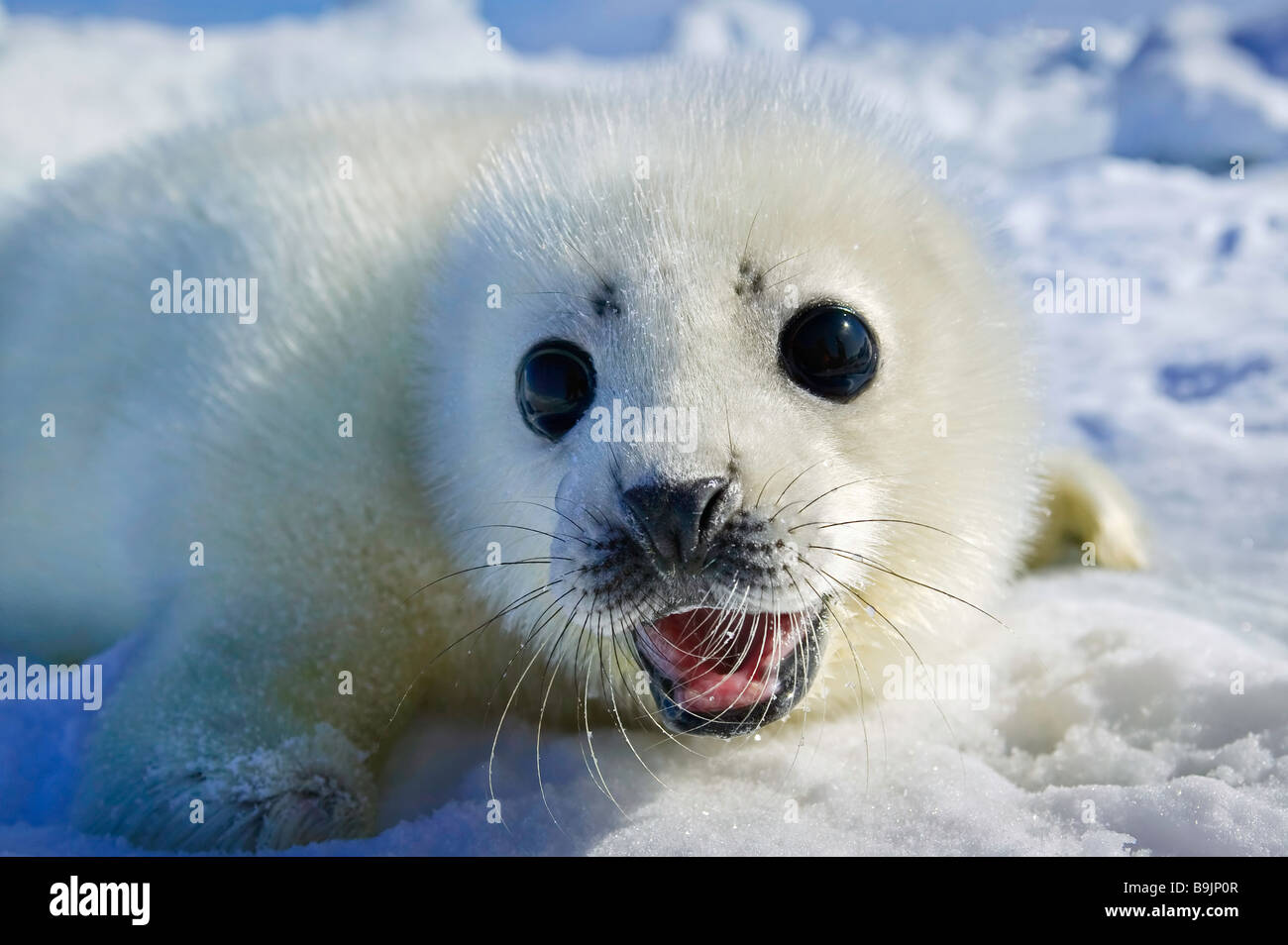 arctic seal