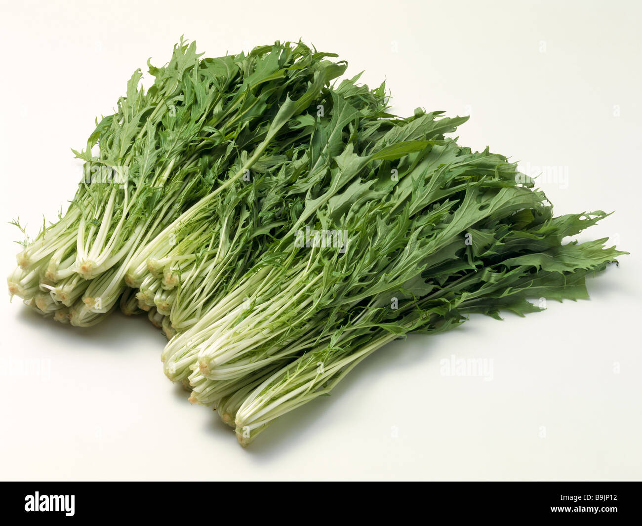 Potherb mustard Stock Photo Alamy