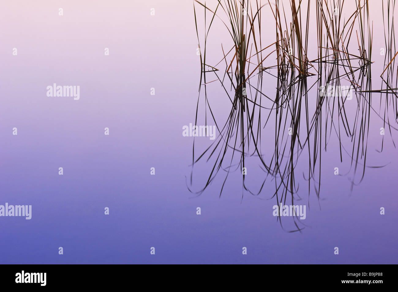 Reed water reflection Stock Photo - Alamy