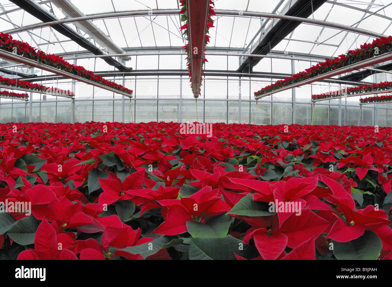 christmas flower planters