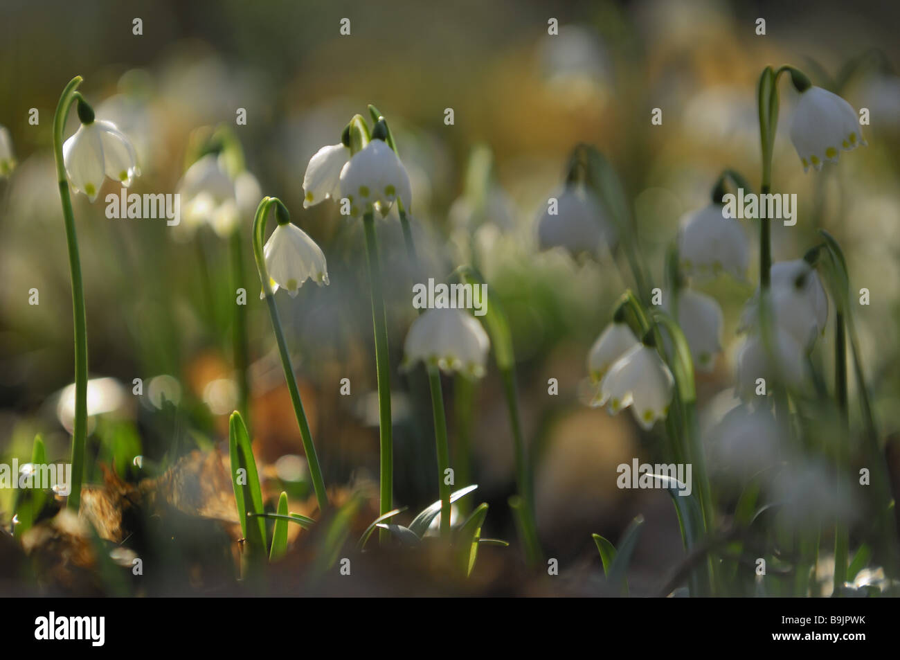 Germany leucojum vernum hi-res stock photography and images - Alamy