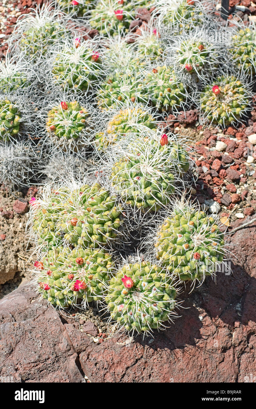 Mammillaria compressa cactus Stock Photo