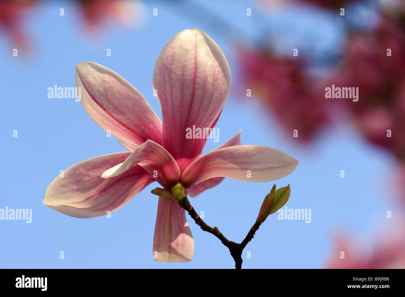 Hybrid tulip tree hi-res stock photography and images - Alamy