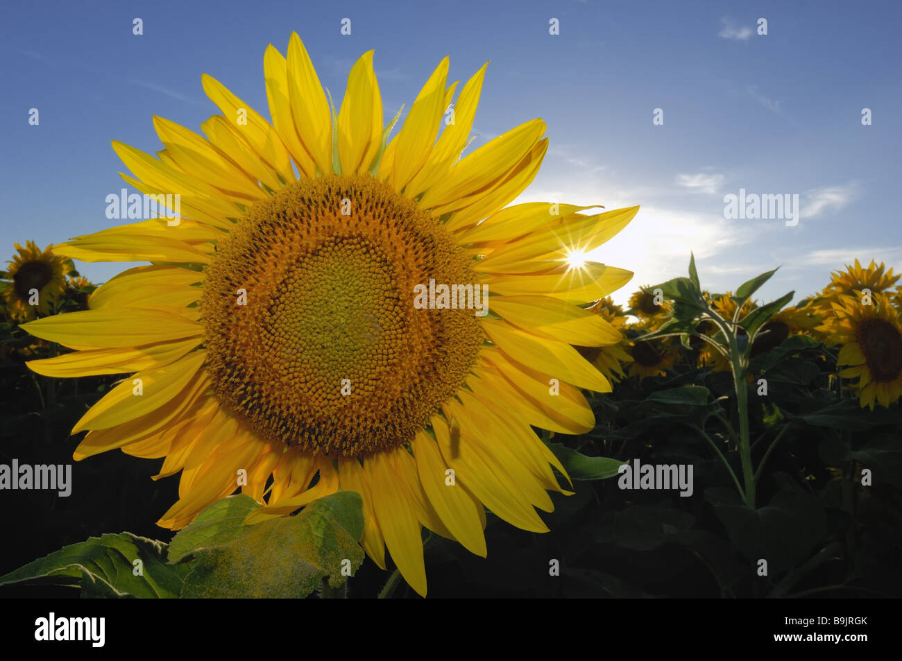 Sunflower bloom back light Stock Photo - Alamy