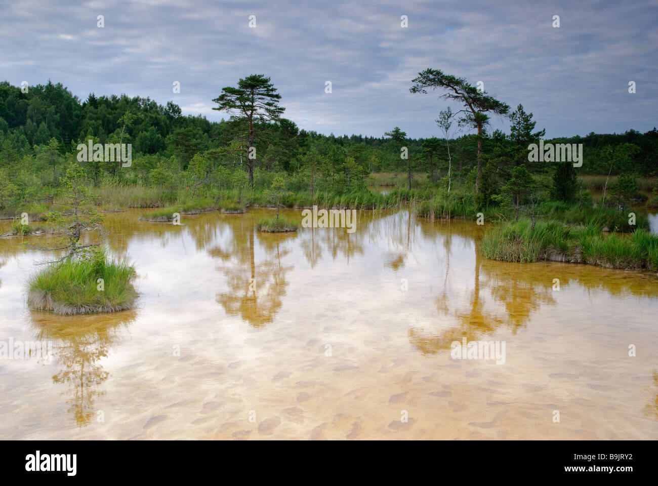 Calcareous springs in Ragana mire Kemeri National park Latvia Stock Photo