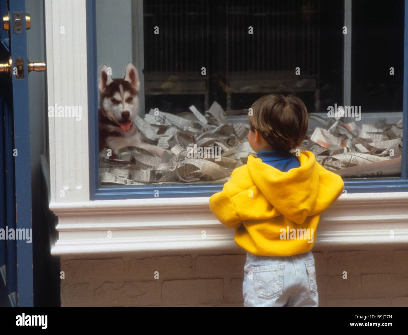 Toddler child boy admire see view excite dog pet store window puppy