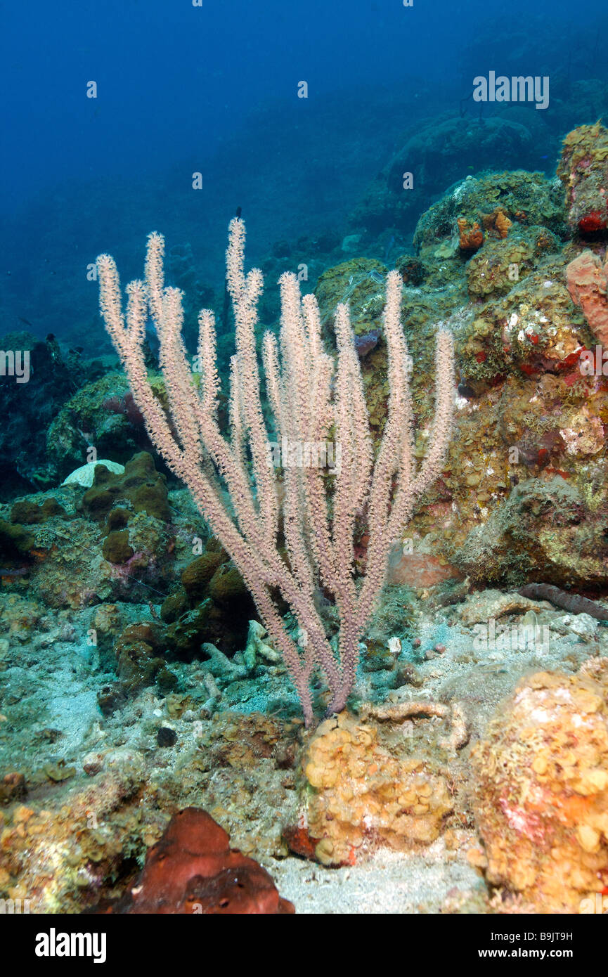 Coral h. Виды кораллов в Доминикане.