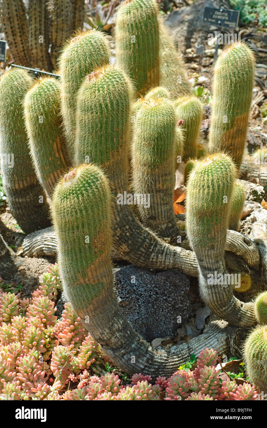 Notocactus leninghausii, Lemon Ball Cactus Stock Photo