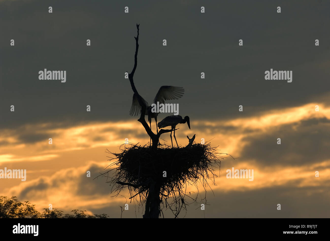 Jabiru s nest at sunset Jabiru mycteria Brazil Stock Photo