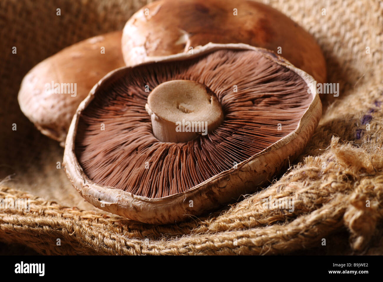 still life of three portobello mushrooms with focus to the front of the mushroom brim Stock Photo