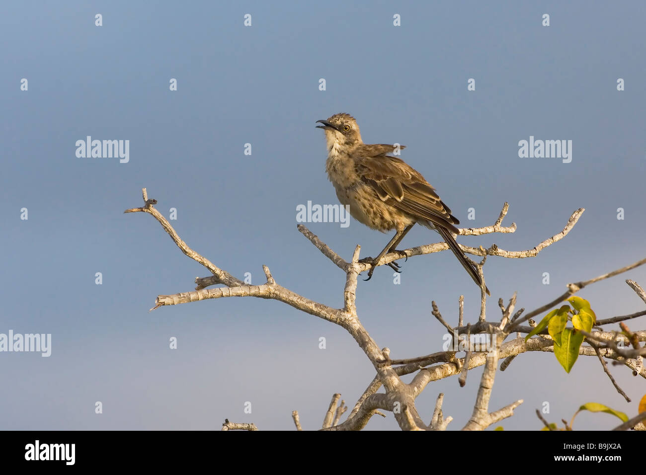 Chatham Island Mockingbird Nesomimus melanotis Galapagos Islands Stock Photo