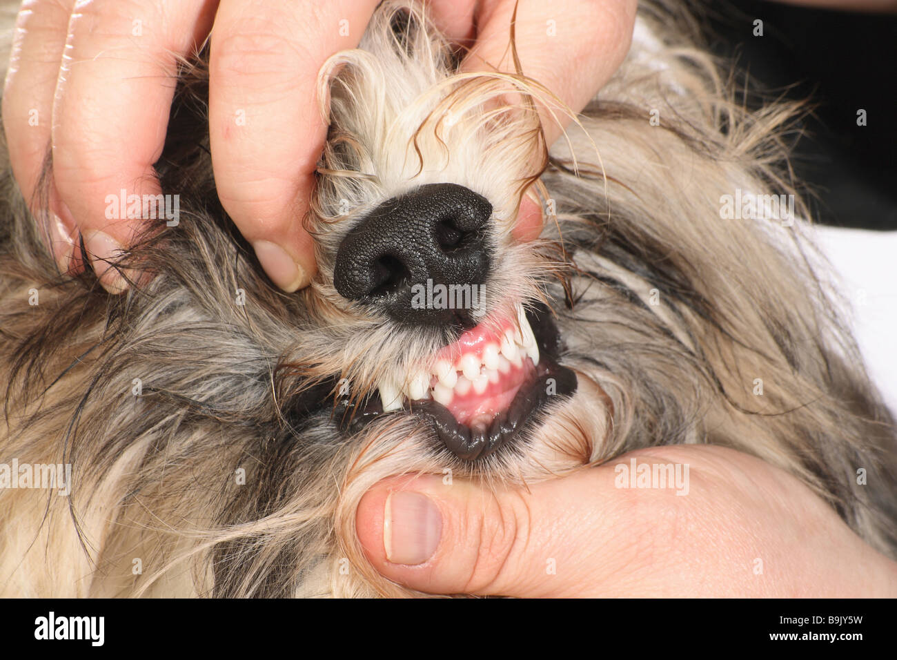 Havanese dog checking teeth Stock Photo Alamy