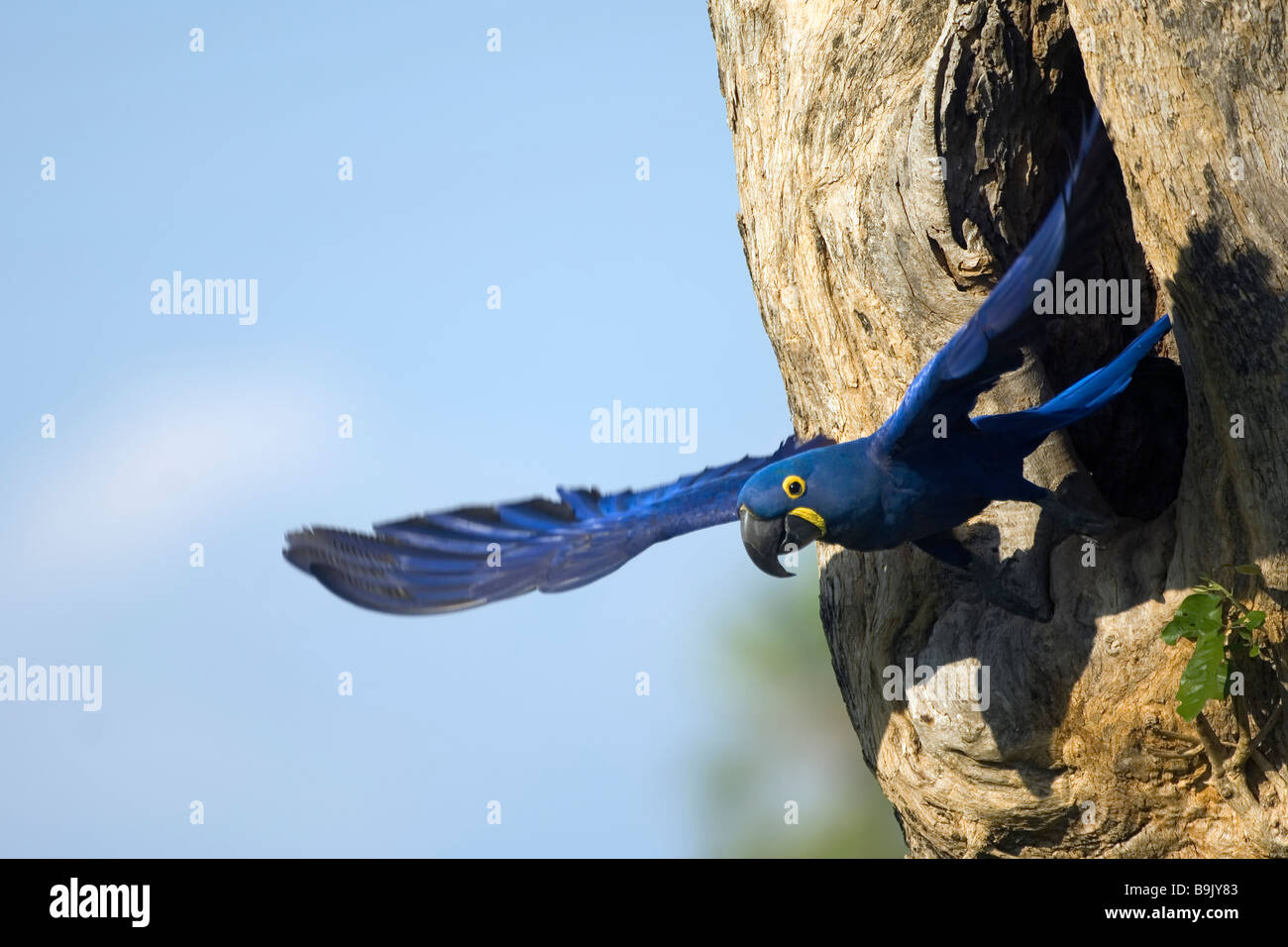 Hyacinth Macaw leaving its tree nest Anodorhynchus hyacinthinus Brazil Stock Photo
