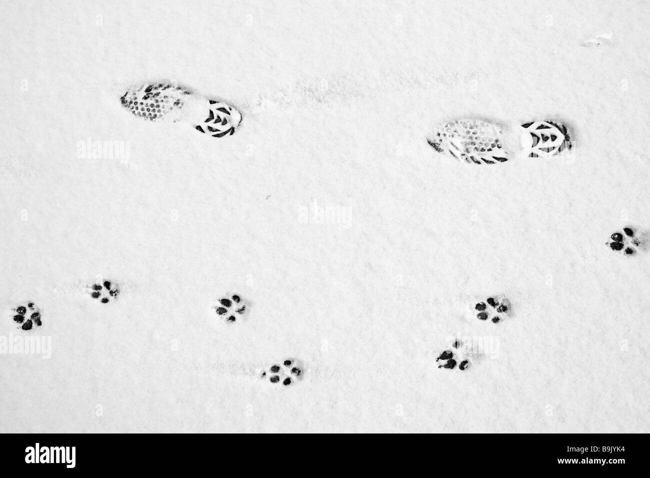 Dog and human footprints on a road in the snow Stock Photo Alamy