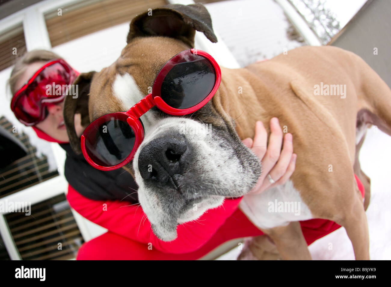 Close up of a young woman and a boxer dog wearing goggles in the snow. Stock Photo