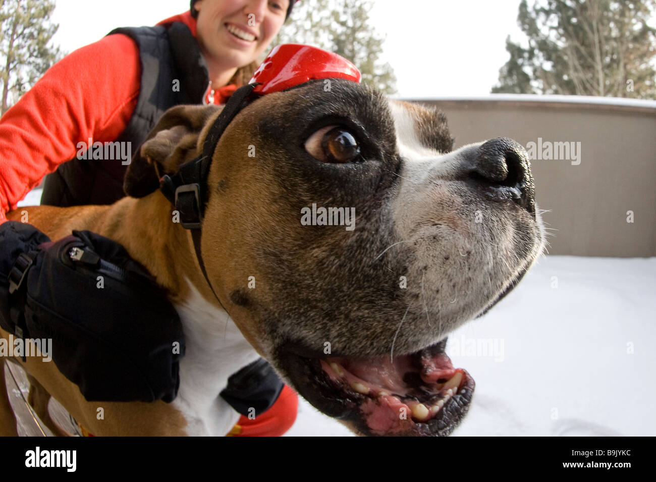 Close up of a young woman and a boxer dog wearing goggles in the snow