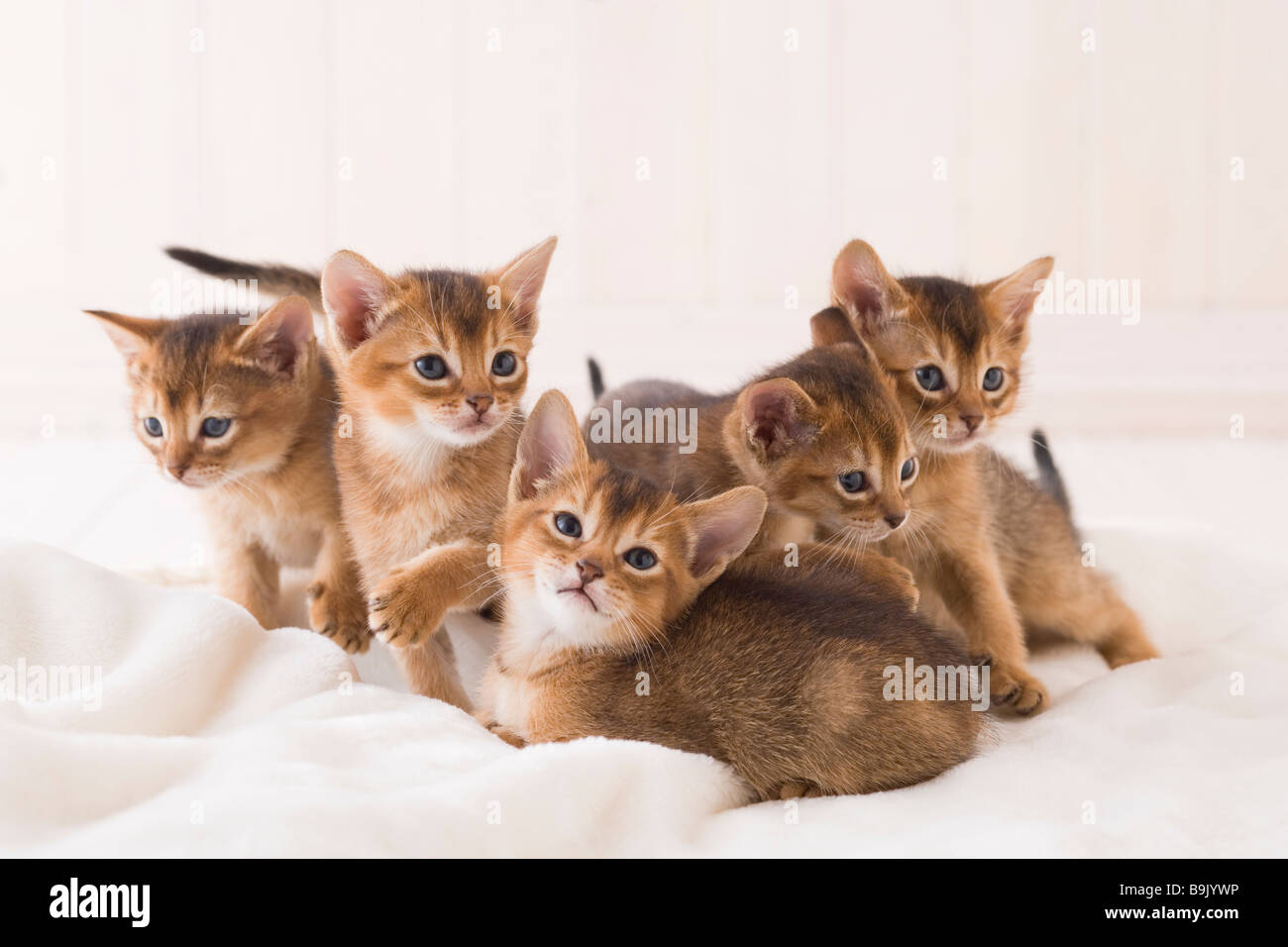 Five Abyssinian Sitting Stock Photo - Alamy
