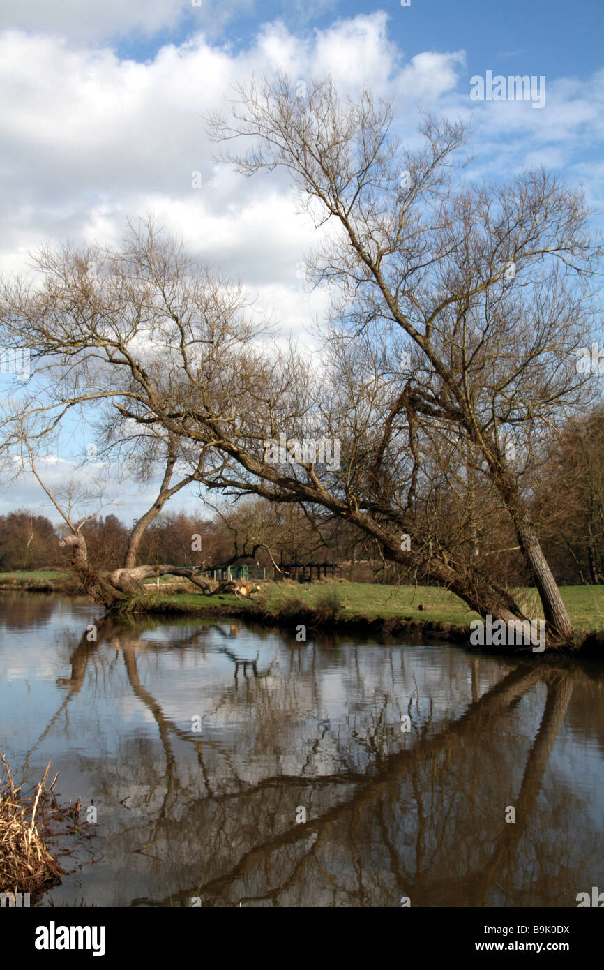 Clouds and Trees reflecting in a canal Stock Photo - Alamy