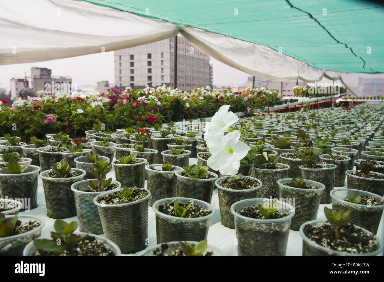 Flowers grow from plastic cups in the expansive roof garden of the SEDUVI government building in Mexico City, Mexico. Stock Photo