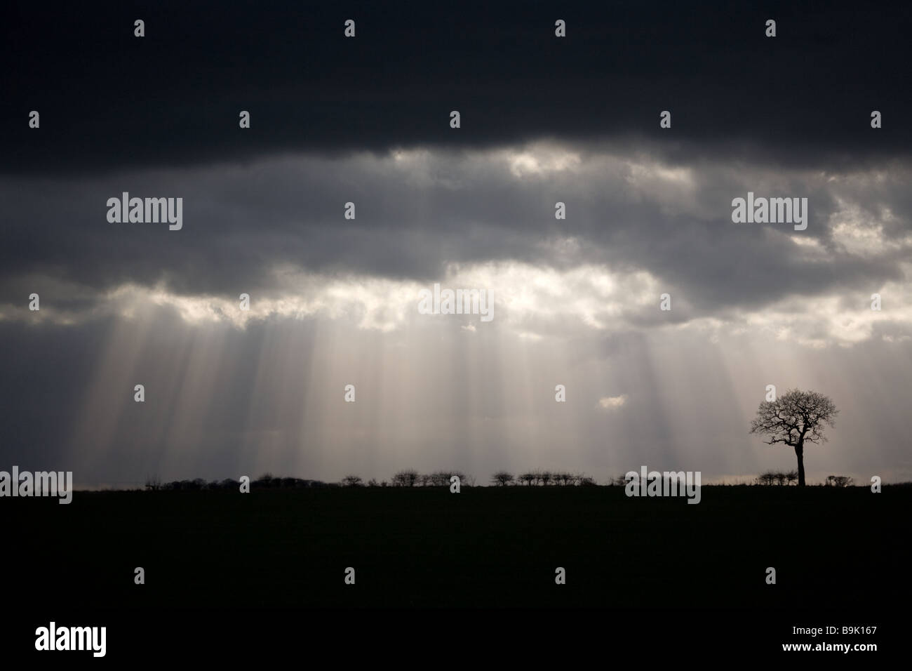 Storm Clouds Gathering Over a Tree Stock Photo