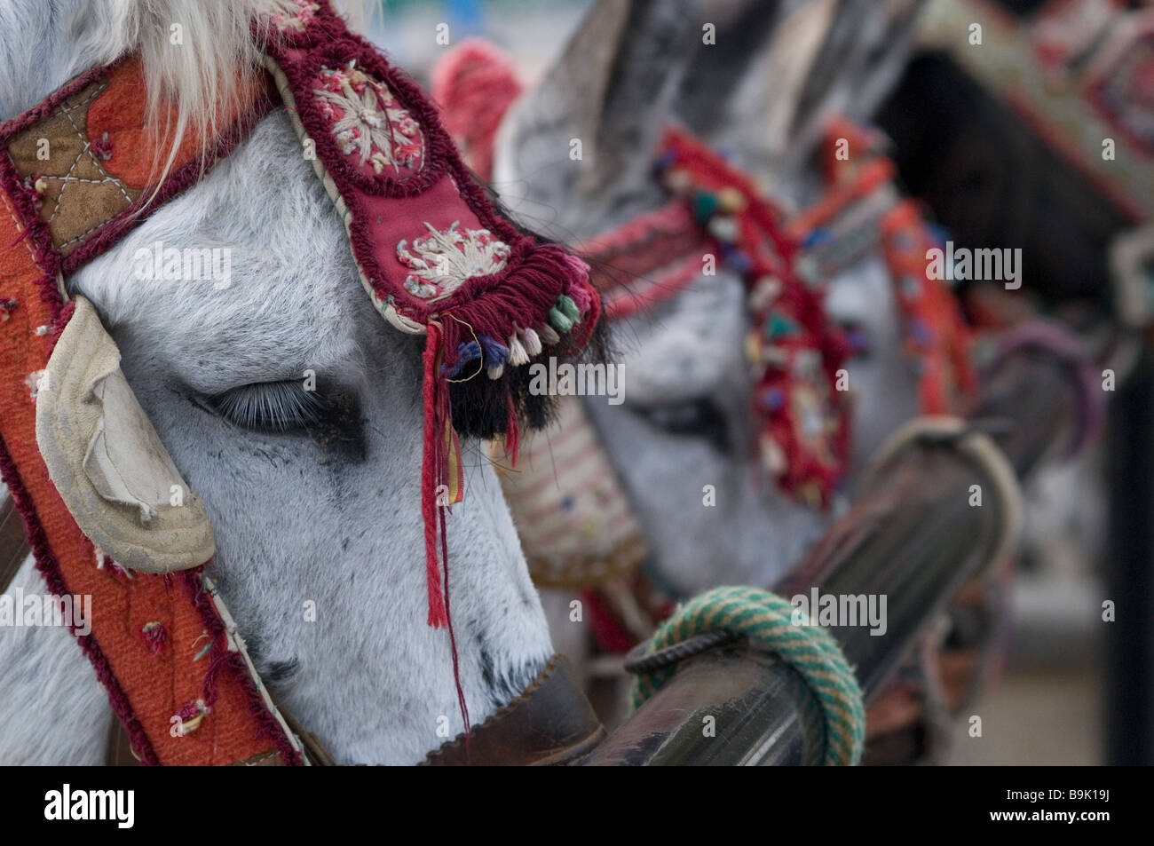 Burro Taxi in Mijas. Andalucia, Spain Stock Photo