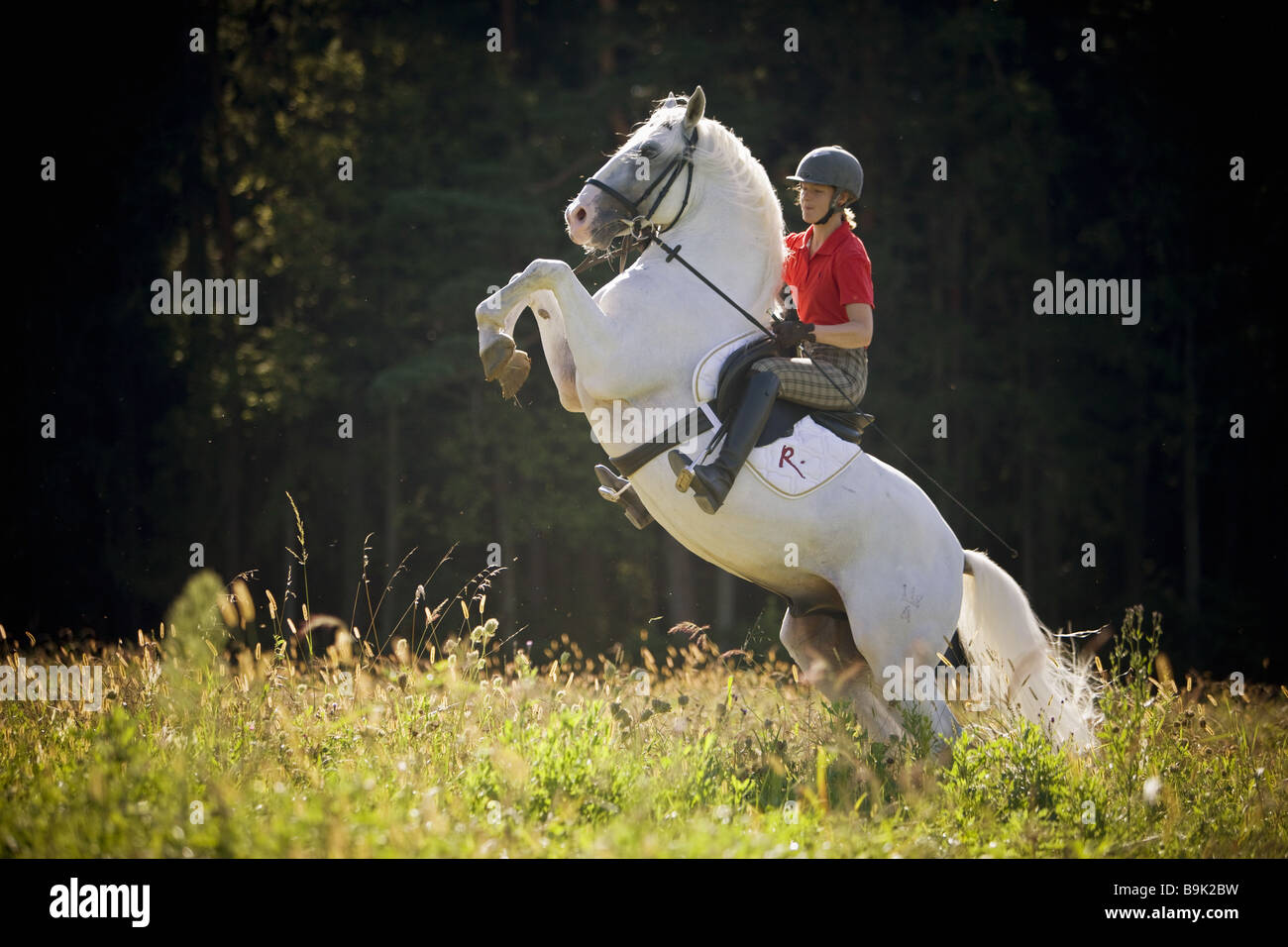 young woman on Lipizzan horse - rearing Stock Photo