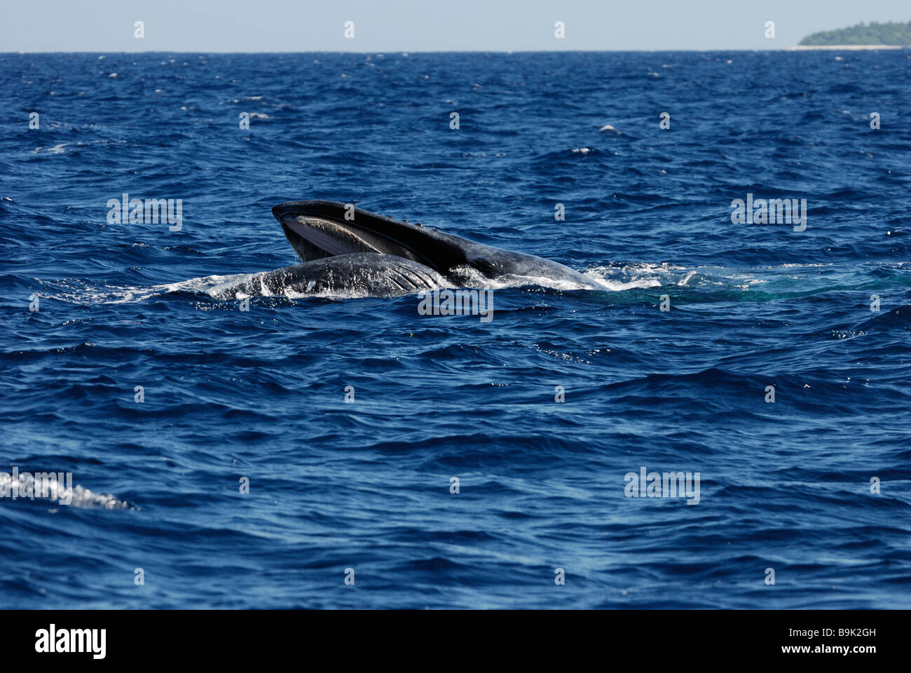 Humpback Whale Mouth Open