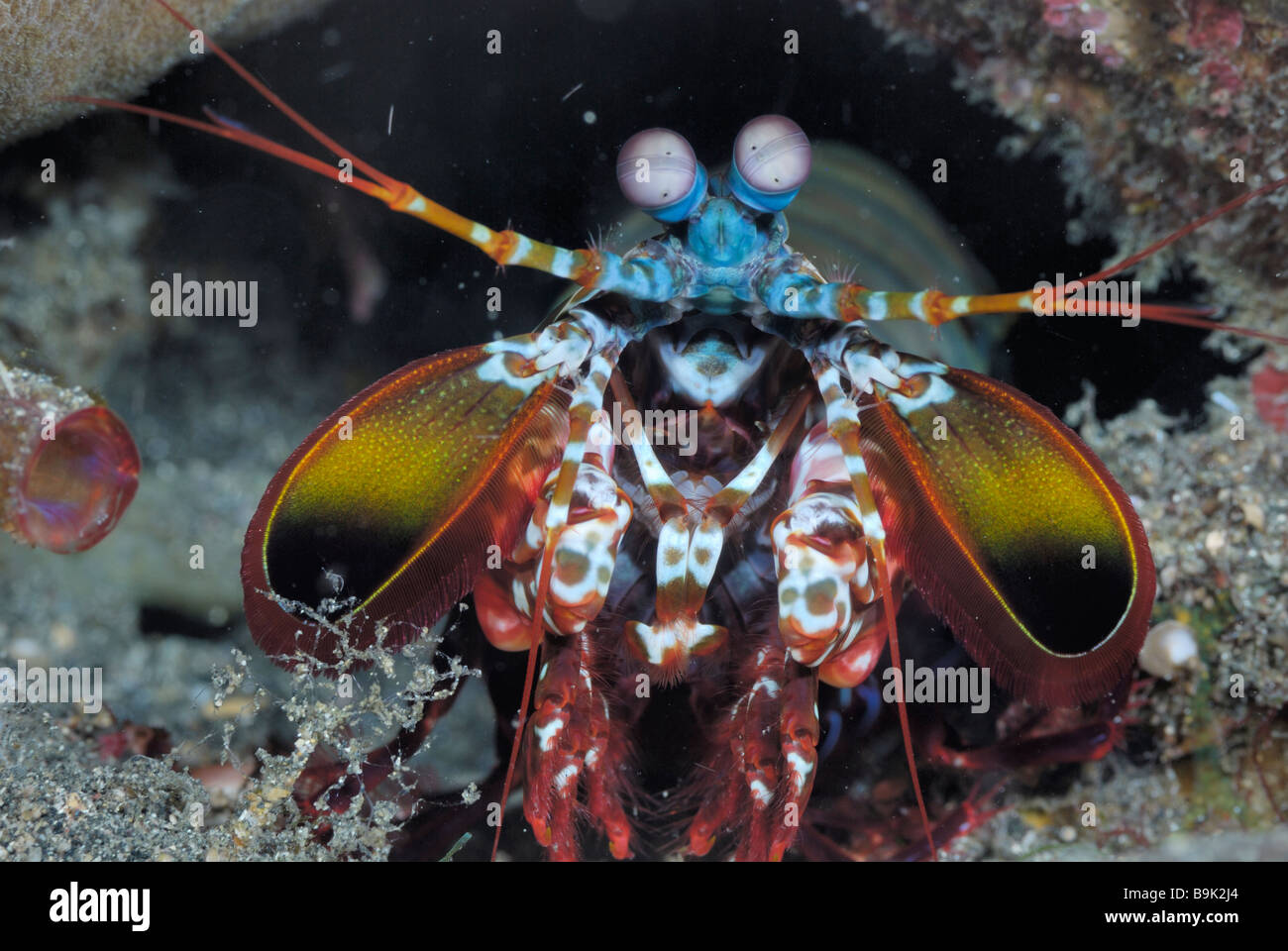 Peacock mantis shrimp Odontodactlus scyllarus Lembeh Strait Celebes Sea North Sulawesi Indonesia  Stock Photo