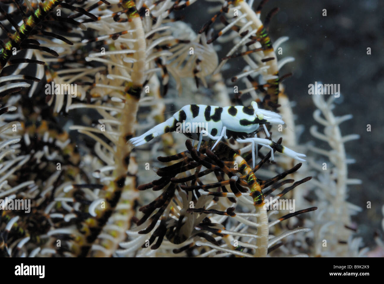 Crinoid shrimp Periclimenes cf ceratophthalmus Lembeh Strait Celebes Sea North Sulawesi Indonesia Stock Photo